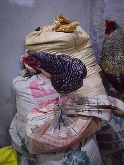 2 Hen and 1 cock for sale