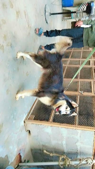 Siberian husky wolly coat male and female pair