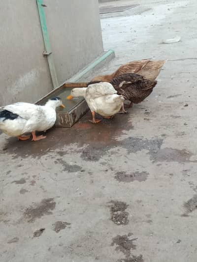 4 ducks for sale