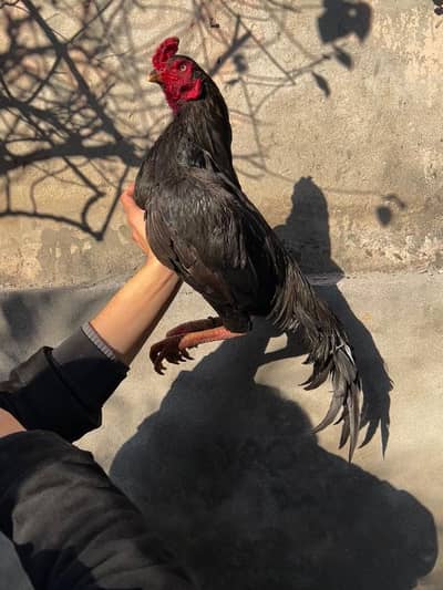 aseel murgh mushka lasani