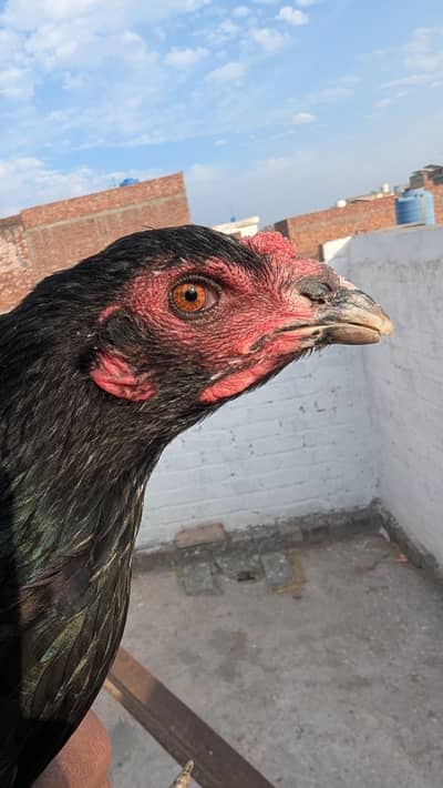 Hint + Vaitnam Madi For sale