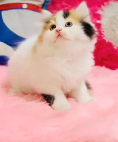 Quality Persian Punch Face Cats & Kittens 03097962675 WhatsApp
