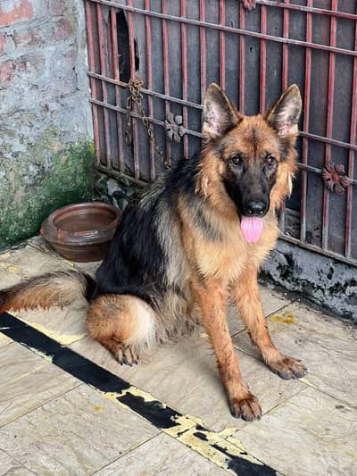 German shepherd female long coated