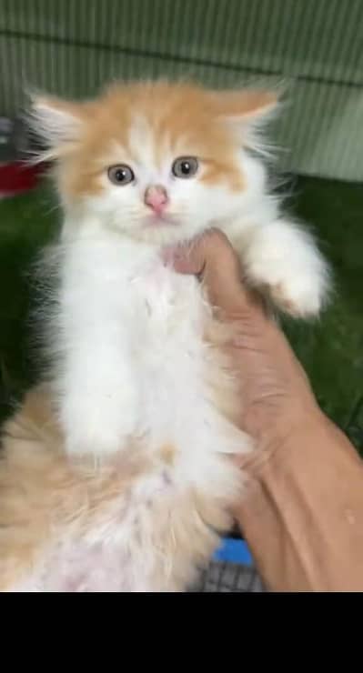 Quality Persian Punch Face Cats & Kittens 03097962675 WhatsApp