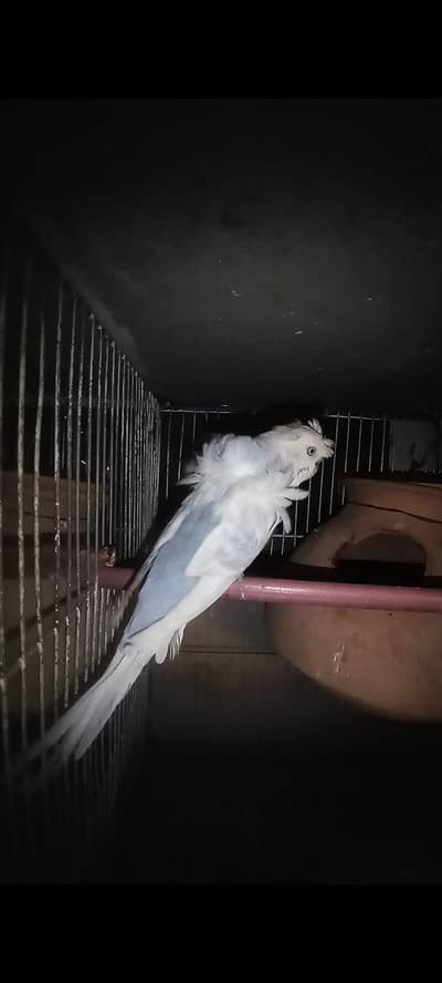 Hogoromo Breeder Pair