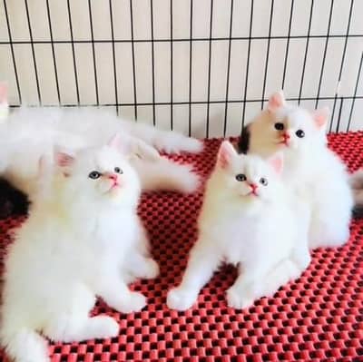 Quality Persian Punch Face Cats & Kittens 03097962675 WhatsApp