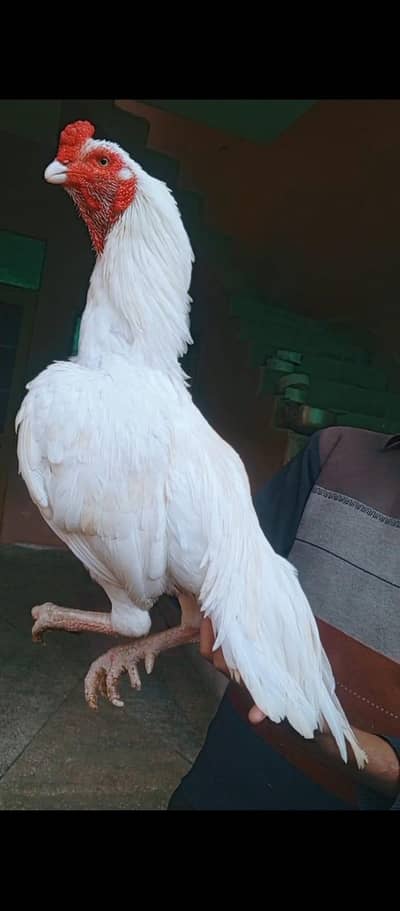 Paper white Heera male