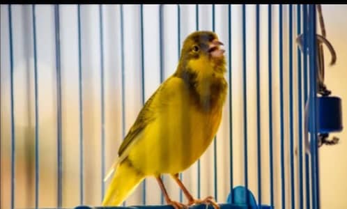 CANARY SINGING (0333-7940701)