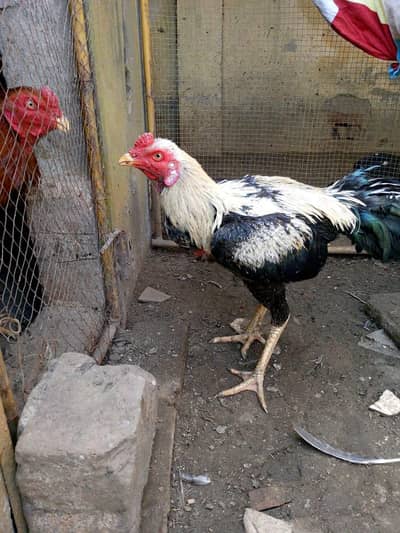 Thai mal or badi watnamcras