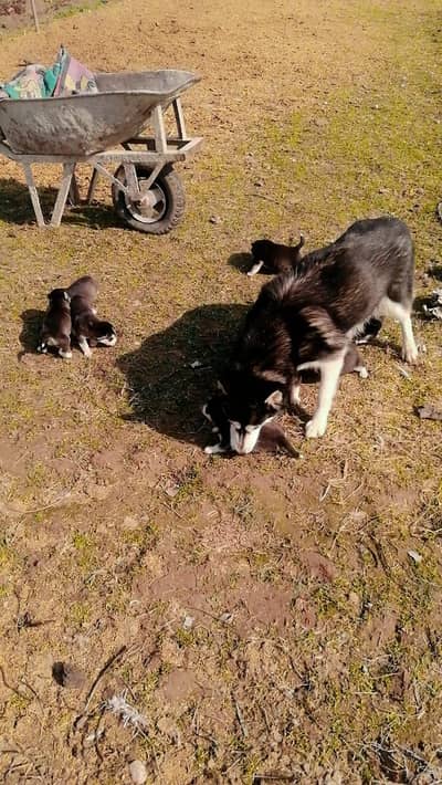 Siberian husky puppy
