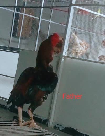 aseel chicks for sale