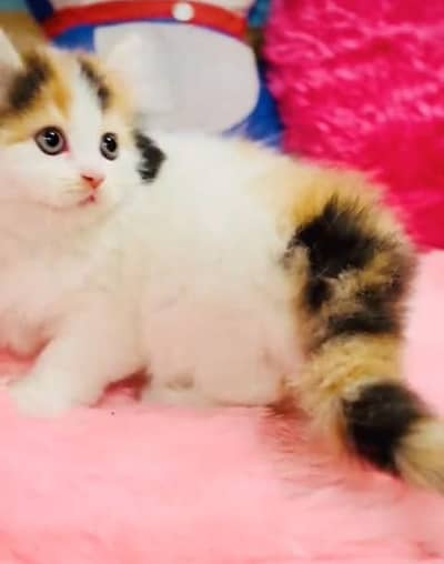 Quality Persian Punch Face Cats & Kittens 03097962675 WhatsApp