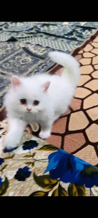 Persian kitten triple long coat and littler Trend/0331/7823482/