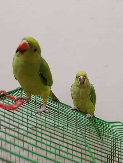 talking parrot self Chicks