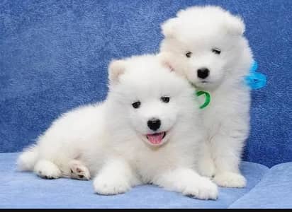 Russian puppies 03425655411