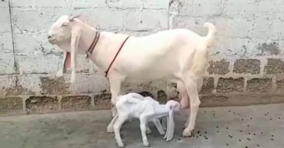 Gulabi Bakri 2 Bacchon Ka Sath for sale/ +03102718718