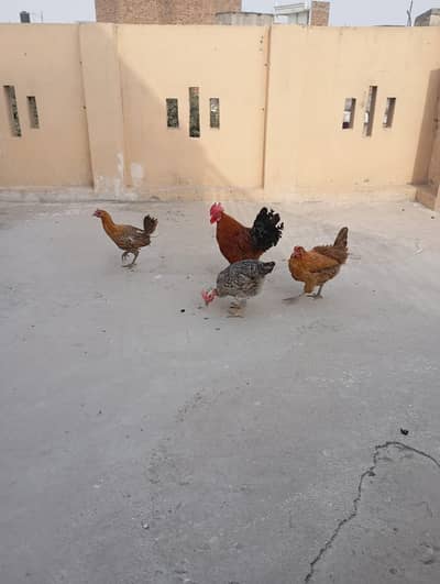 Hen for sale/1 male+3 female