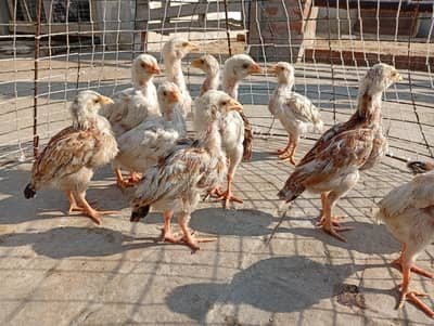Aseel chicks