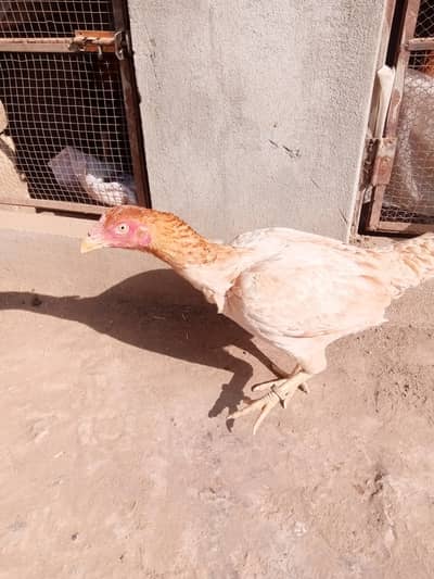 High Quality Pair for Sale