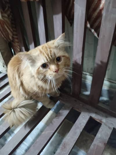 triple coat brown cat