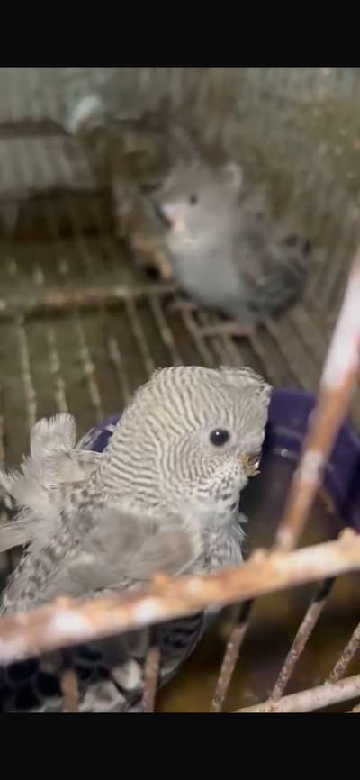 Hogoromo Parrot Chicks