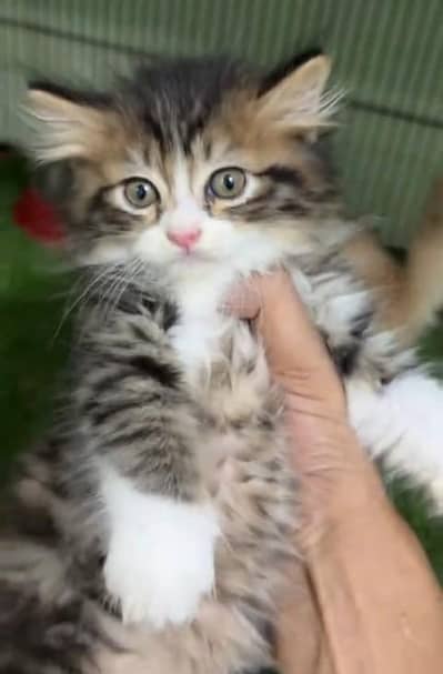 Quality Persian Punch Face Cats & Kittens 03097962675 WhatsApp