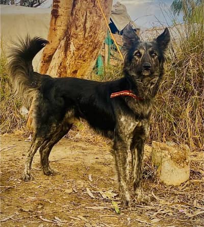 bigyari Mail  full security dog available for sale