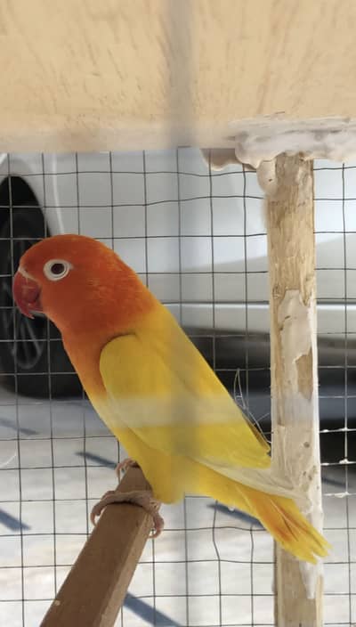 Lovebird / Mutation bird lovebird / palefallow and split palefallow /