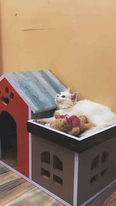 Cute Male Cat for Sale