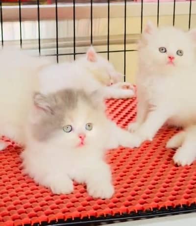Quality Persian Punch Face Cats & Kittens 03097962675 WhatsApp