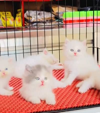 Quality Persian Punch Face Cats & Kittens 03097962675 WhatsApp