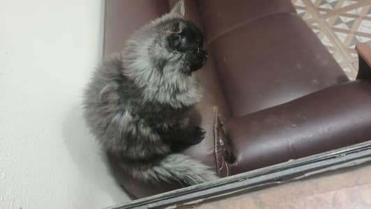 persian kitten triple coated female for sale