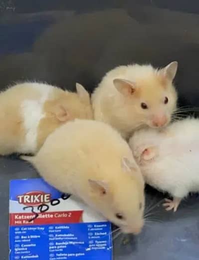 Hamsters babies hand tamed Guinea pigs rodents