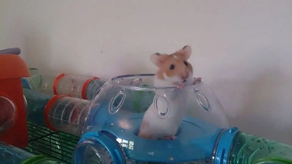 Hamsters babies hand tamed Guinea pigs rodents ducklings — photo 2