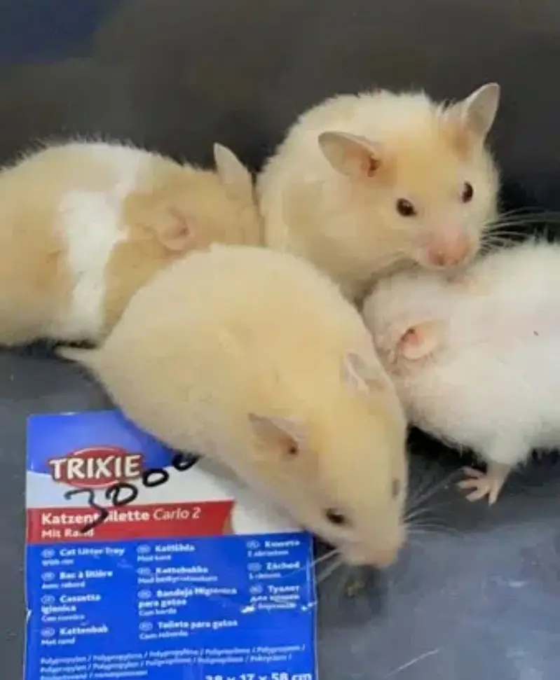 Hamsters babies hand tamed Guinea pigs rodents ducklings — photo 3