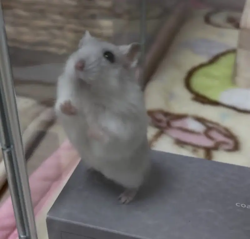 Hamsters babies hand tamed Guinea pigs rodents ducklings — photo 4
