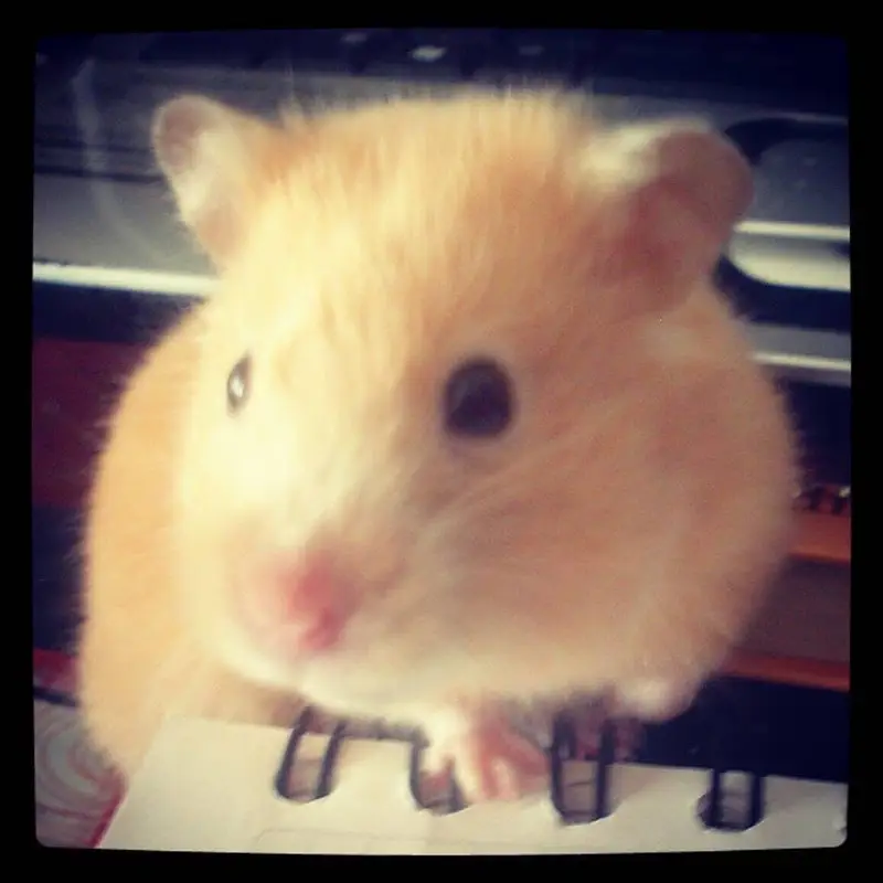 Hamsters babies hand tamed Guinea pigs rodents ducklings — photo 6