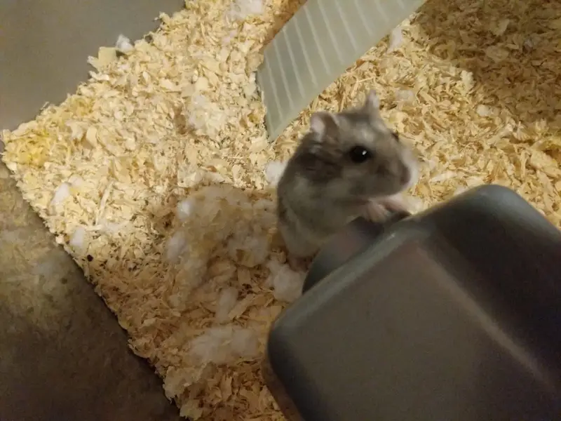 Hamsters babies hand tamed Guinea pigs rodents ducklings — photo 7