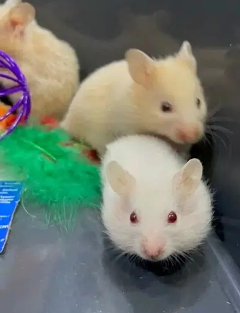 Hamsters babies hand tamed Guinea pigs rodents ducklings — photo 9