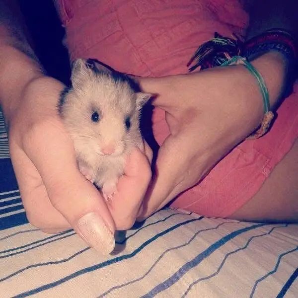 Hamsters babies hand tamed Guinea pigs rodents ducklings — photo 10
