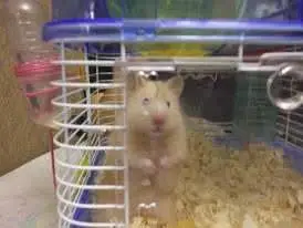 Hamsters babies hand tamed Guinea pigs rodents ducklings — photo 11