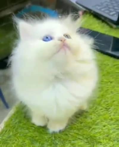 Quality Persian Punch Face Cats & Kittens 03097962675 WhatsApp