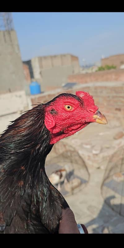 Aseel Lakha Mushka Patha