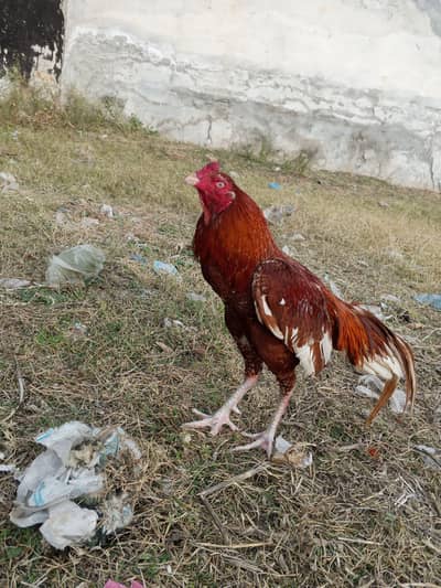 aseel mianwali patha for sale