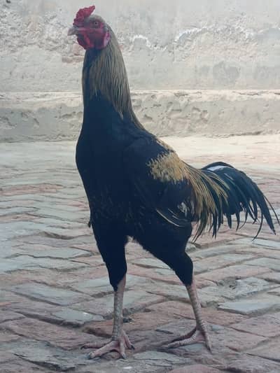 pure aseel murga for sale