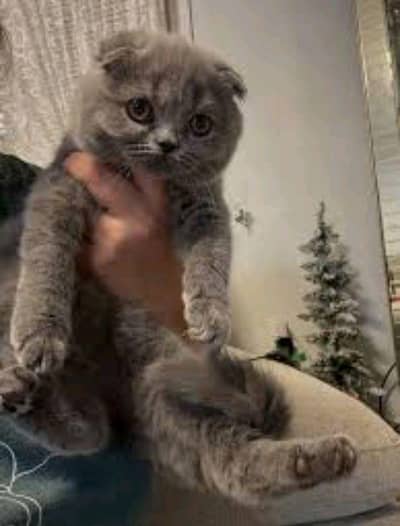 grey Scottish fold kitten available