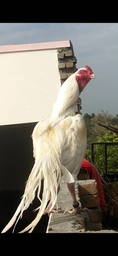 Indian parrot beak Pakistani cross