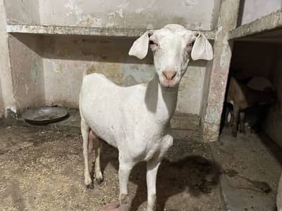 Tapri Female With Kids