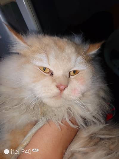 urgent sale. . wight cat sale lahore shadbagh Amir road 03346134578