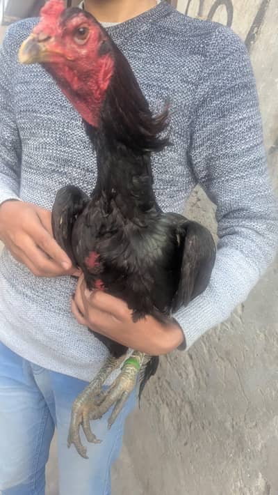 Pure Thai aseel patha